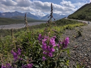 Fireweed along the road, Denali National Park