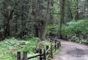 Henry Cowell Redwoods Park, Deer