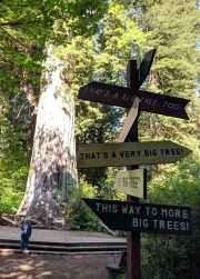 Humboldt Redwoods,Avenue of the Giants, Big Tree