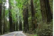Humboldt Redwoods Avenueof the Giants Road