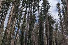 Big Basin Big Redwoods recovering from wildfire in 2020