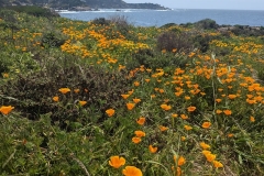 California Poppies at Point Lobos Nature Preserve Carmel