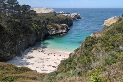 Harbor Seals at China Cove, Point Lobos Nature Preserve Carmel