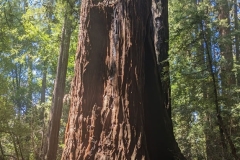 Henry Cowell Redwoods Park