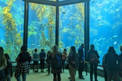 Monterey Aquarium