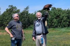 Harris Hawk, Charlottetown, PEI