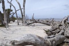 Jekyll Island, GA Driftwood Beach