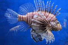 Carolina Aquarium Lion Fish