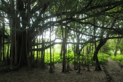 Banyan Tree, Pipiwai Trail