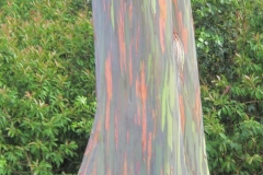 Eucalyptus Rainbow Tree