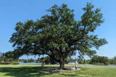 Singing Oak with numerous large windchimes, City Park, New Orleans