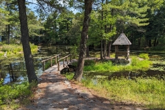 Lily Pond on Sky Top road