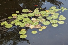 Lily Pond on Sky Top road