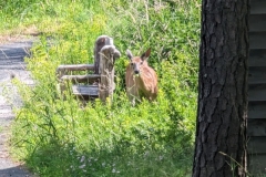 Deer encounter on Sky Top Road