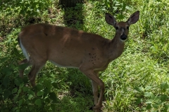 Deer encounter on Sky Top Road