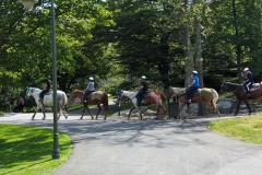 Horse riding near Council House