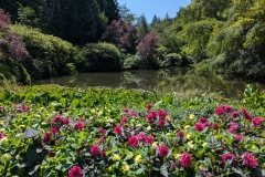 Butchart Gardens Pond