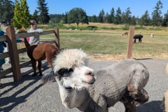 Krystal Acres Alpaca Farm, San Juan Island