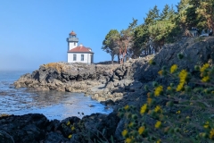 Lime Kiln Light, Pacific Madrone Tree