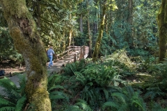 Olympic National Park Trail