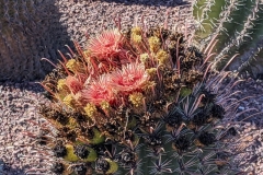 Phoenix Fish Hook Cactus, Desert Botanical Garden
