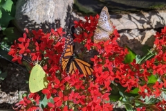 Phoenix Sulphur, Monarch, Peacock Butterflies, Desert Botanical Garden