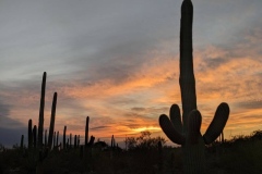 Tucson Sunrise Saguaro Cactus
