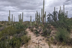 Tucson Saguaro National Park Bajada Loop Trail