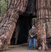 Yosemite Mariposa Grove, Tunnel Tree